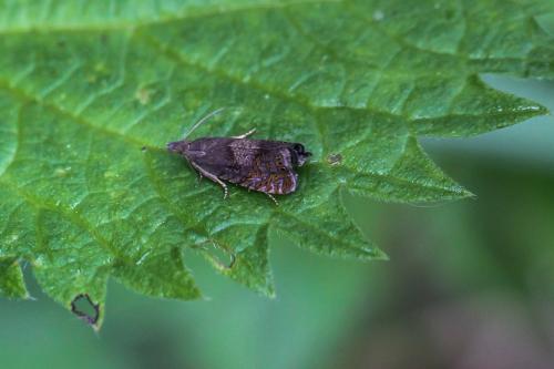 Réf. 245 996 : Dichrorampha sp.